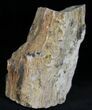 Unpolished Petrified Wood Limb - Blue Forest #28969-2